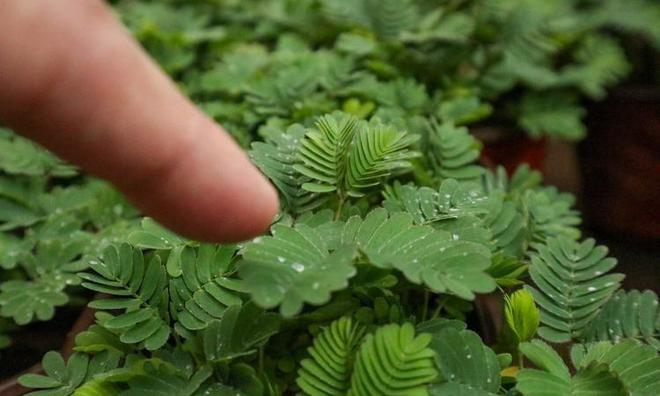 养花致富前景怎样_种花致富经_致富经养花视频