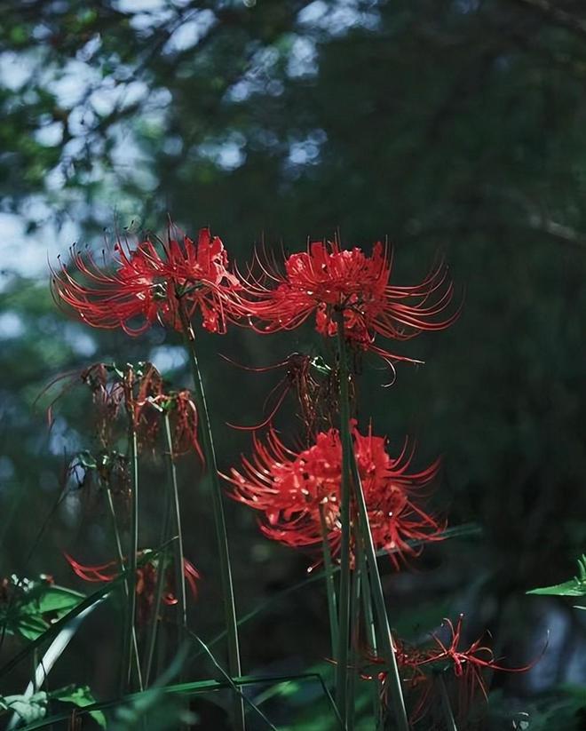 种花致富经_养花致富前景怎样_致富经养花视频