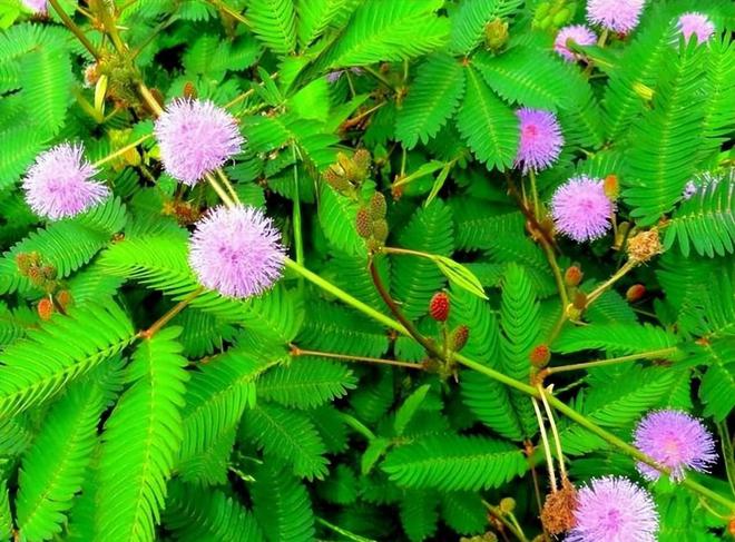 种花致富经_致富经养花视频_养花致富前景怎样