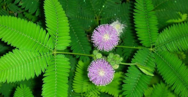 种花致富经_致富经养花视频_养花致富前景怎样