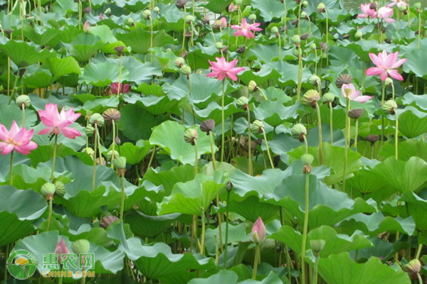 莲藕高产种植技术-图片版权归惠农网所有