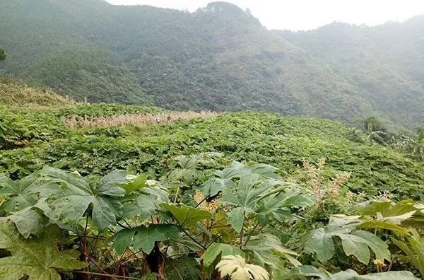 广西百色：小小药草敲开致富大门