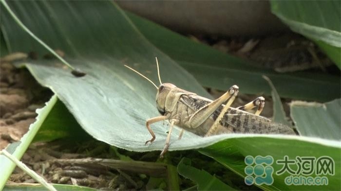 养殖蝗虫技术_2021养殖蝗虫的前景_蝗虫养殖致富方法