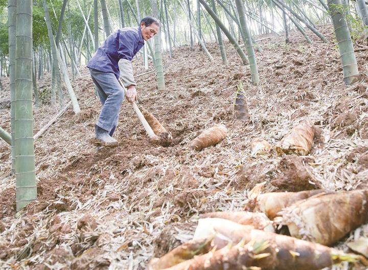 崇仁镇富竹村：砻糠覆盖新技术 铺就竹农致富路