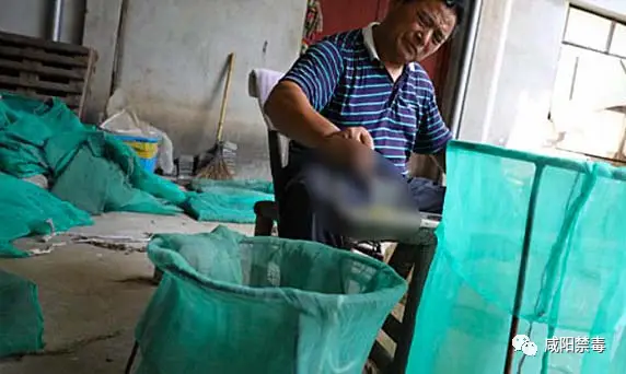 无毒蛇养殖的利润与风险_致富无毒蛇养殖方法_致富经养无毒蛇