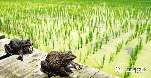 稻田养殖致富_农村稻田养殖什么赚钱_致富养殖稻田图片