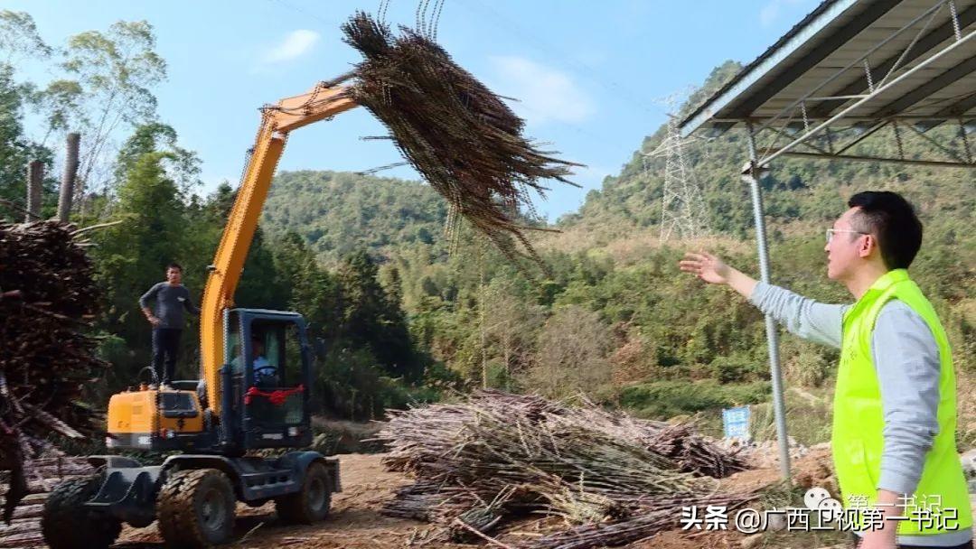 莲藕的养殖_养殖莲藕需要什么技术_莲藕养殖技术视频全集