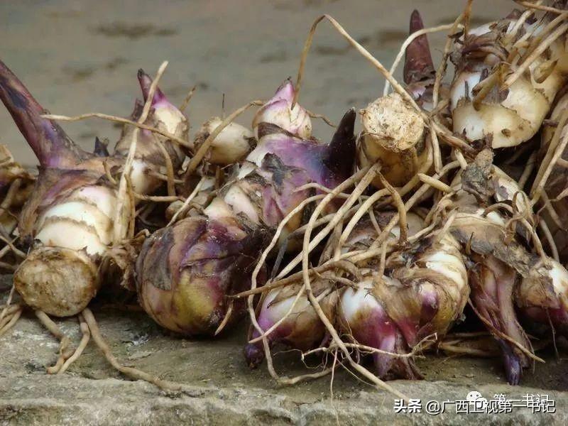 莲藕养殖技术视频全集_养殖莲藕需要什么技术_莲藕的养殖