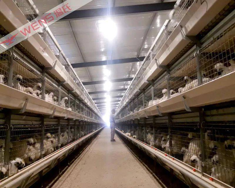 小区饲养家禽_小区饲养活禽_家禽养殖致富小区
