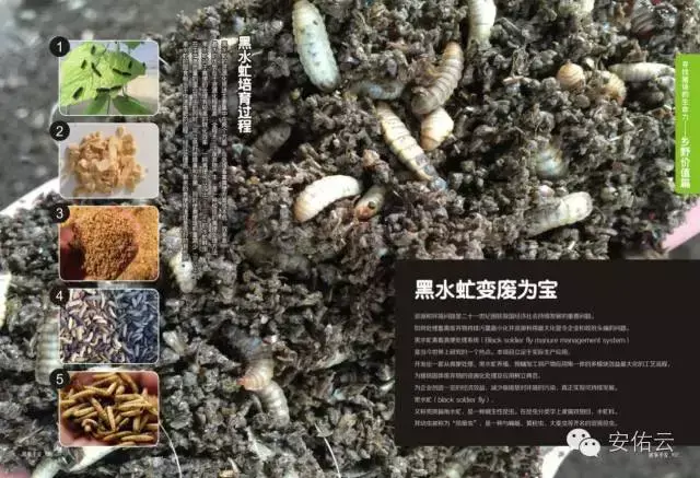 养殖大麦虫需要多少投资_养殖大麦虫效益如何_养殖大麦虫致富