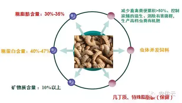 养殖大麦虫效益如何_养殖大麦虫需要多少投资_养殖大麦虫致富