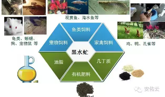养殖大麦虫致富_养殖大麦虫需要多少投资_养殖大麦虫效益如何
