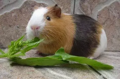 食用老鼠养殖技术_食用老鼠养殖技术_食用老鼠养殖技术