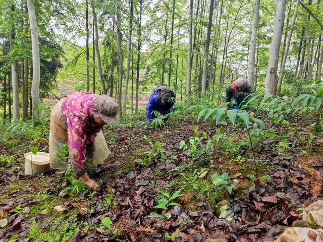 岑巩县羊桥乡：黄精种植管护忙 致富路上“药”飘香
