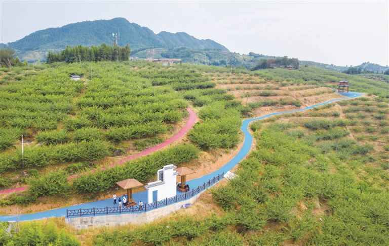 翠屏湖畔果飘香——古田县着力推进水果产业做大做强