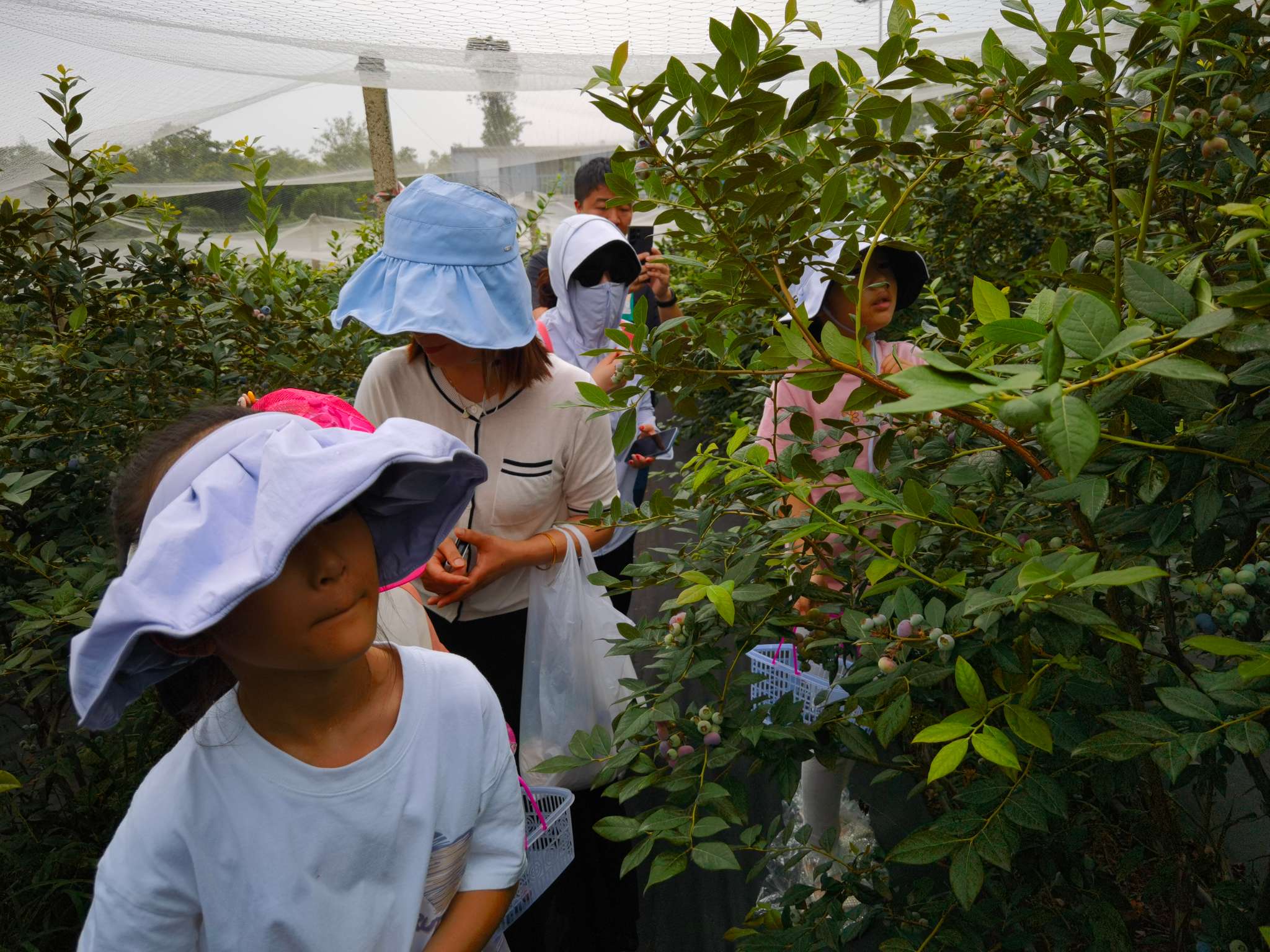 共赴一场惬意蓝莓之约！小小蓝莓长成乡村振兴“致富果”