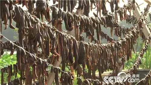 致富经 黄鳝繁殖_黄鳝致富经_致富经养鳝鱼鳝繁殖