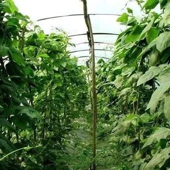大棚蔬菜种植怎么套种？9种常见的大棚蔬菜套种模式