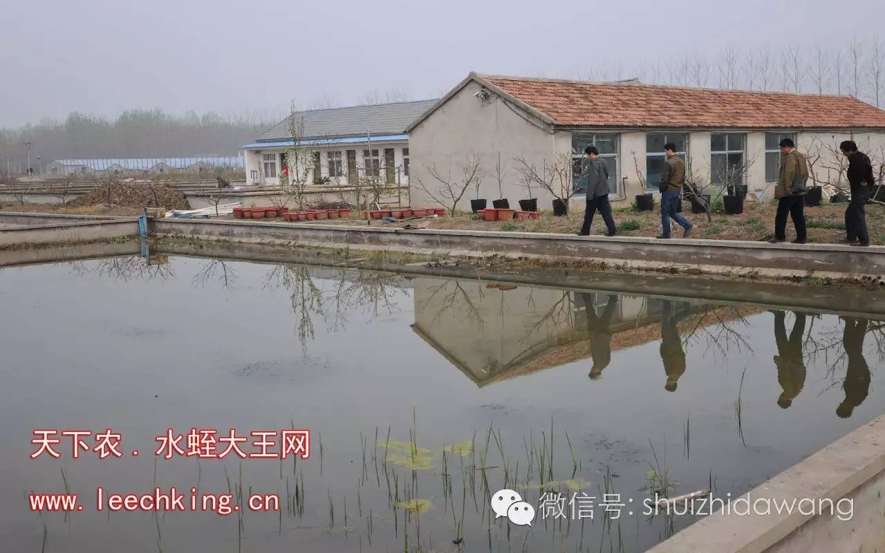 现在菲牛水蛭多少钱一斤_人工水蛭养殖技术视频_人工养殖菲牛水蛭技术