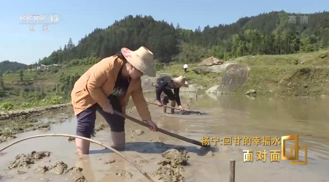 糯米种植_致富种植糯米怎么样_糯米种植致富