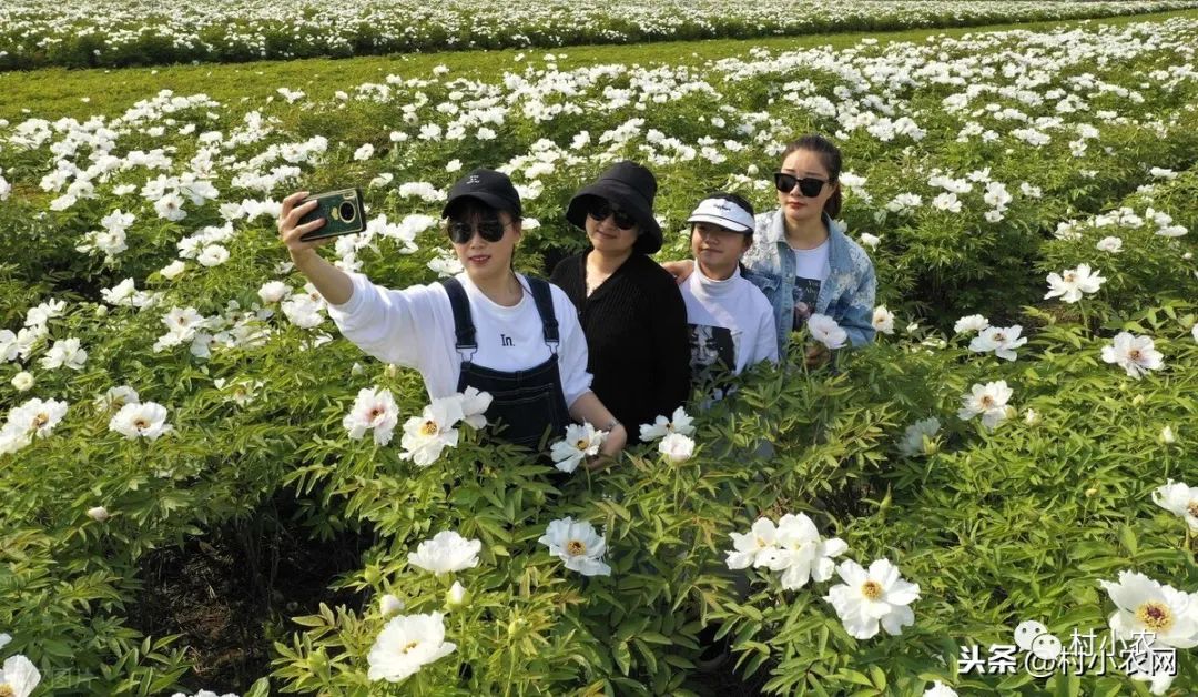 每日农经香椿种植视频_致富经香椿种植视频_种植香椿赚钱吗