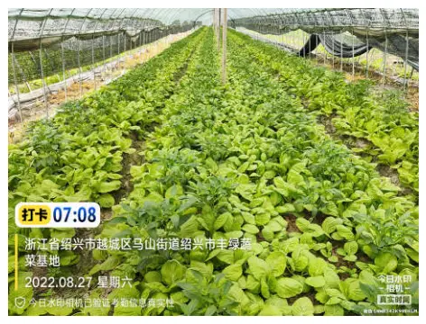 种植蔬菜大棚前景如何_致富蔬菜大棚种植品种大全_大棚种植致富蔬菜品种