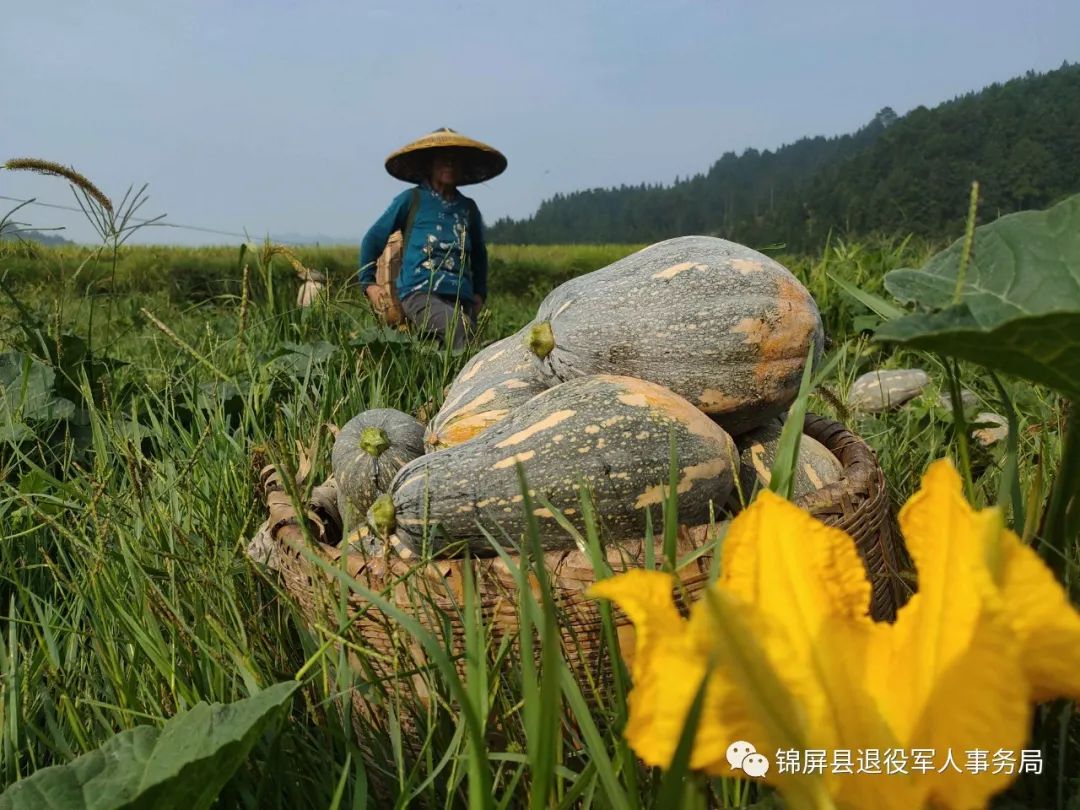 锦屏：“兵支书”建功新时代，种植香芋南瓜“蹚”出增收致富路
