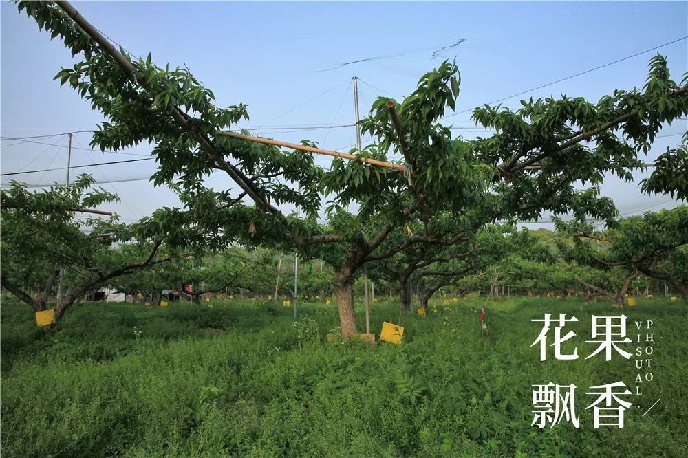 致富经 种花_种花致富经_农村种花致富能人