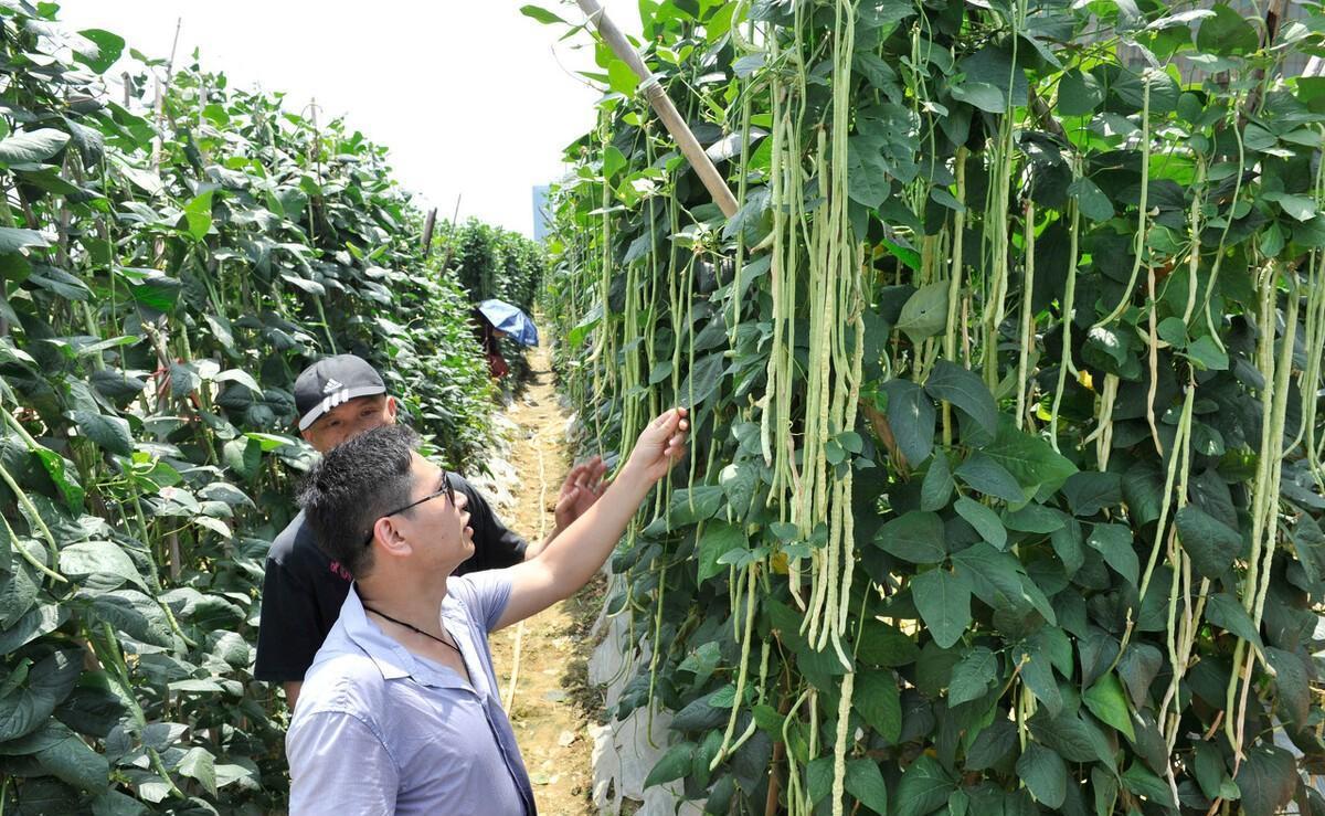 豌豆种植效益_种植菜豌豆致富经验_豌豆种植法