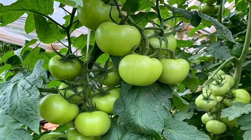 豌豆种植效益_种植菜豌豆致富经验_豌豆种植法