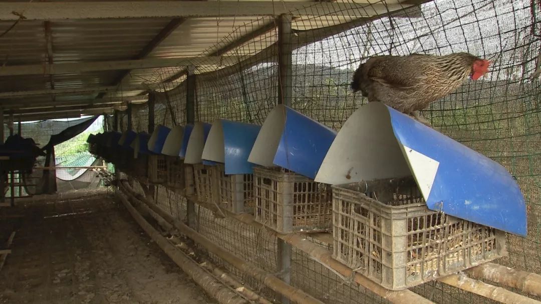 致富经蛇养殖视频_蛇养殖场视频_致富经养殖毒蛇视频