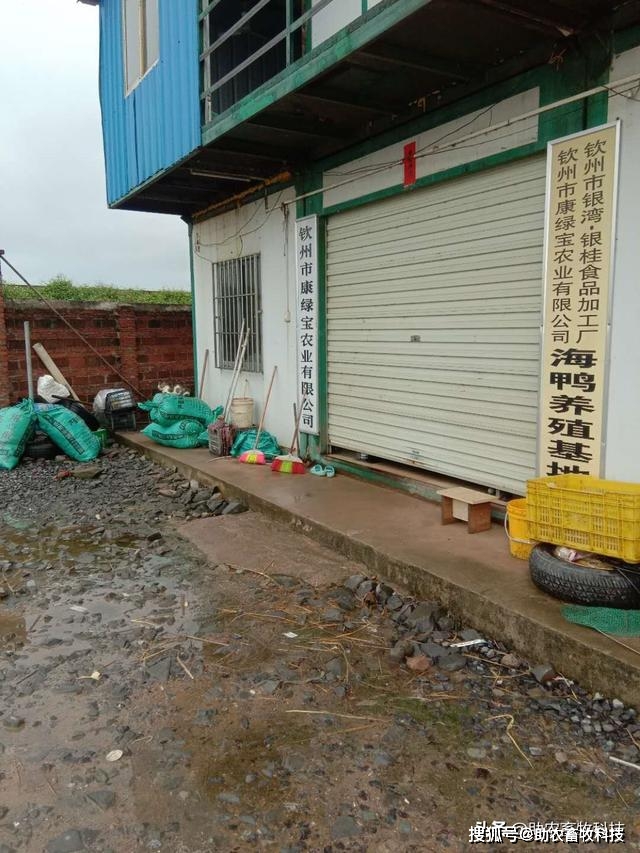 用微生物技术解决海鸭养殖的污染问题效果好