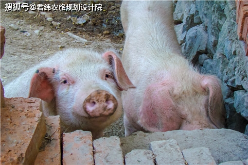 视频养殖土鸡技术教程_养殖土鸡的技术视频_土鸡养殖技术视频