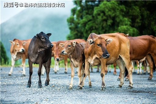 视频养殖土鸡技术教程_土鸡养殖技术视频_养殖土鸡的技术视频
