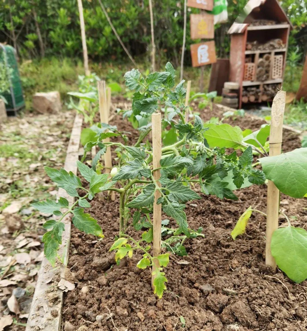 种植扁豆致富信息_扁豆栽培技术视频_扁豆种植视频