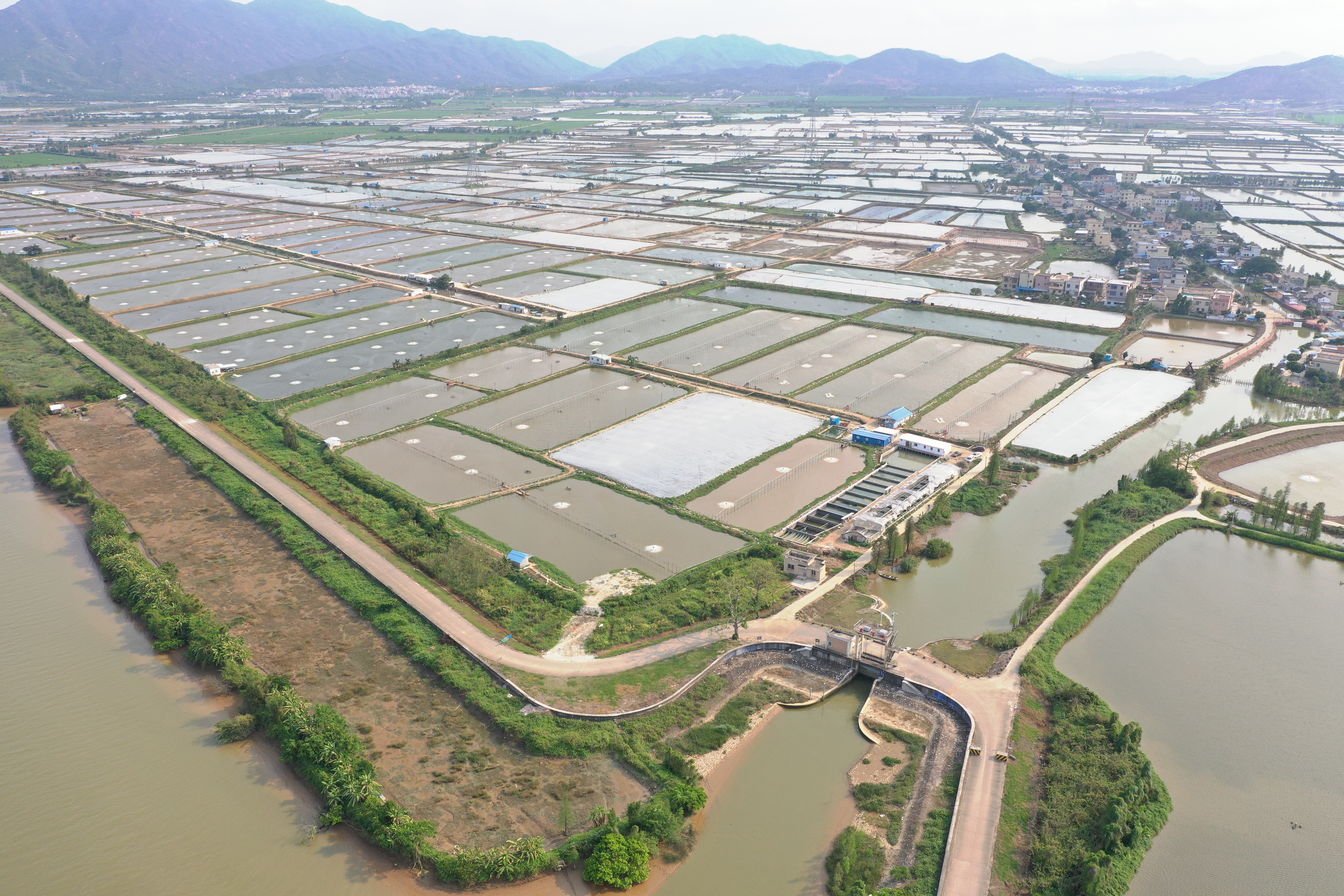 罗非鱼的真实情况：养殖现状和食用安全分析