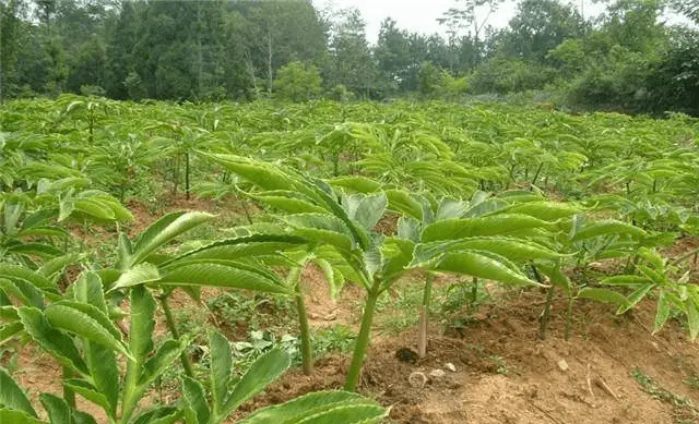 魔芋种植技术图片_魔芋图片种植技术_种植魔芋的照片