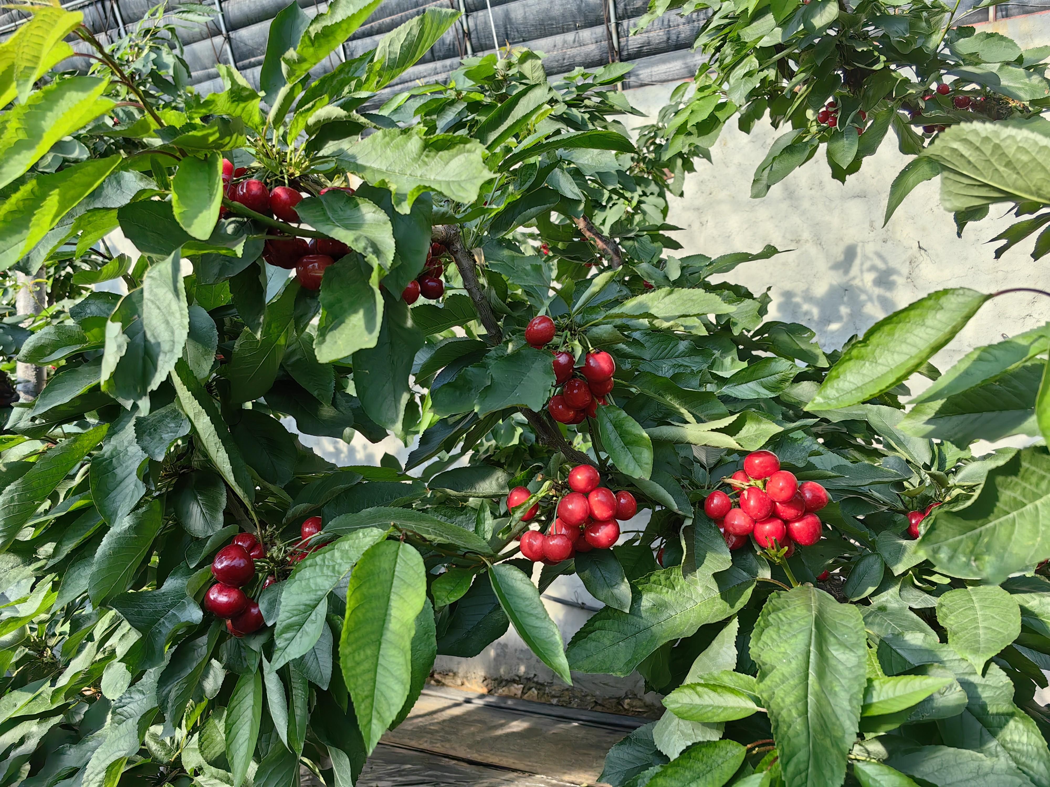 烟台福山：冬日樱桃绽放“致富花”