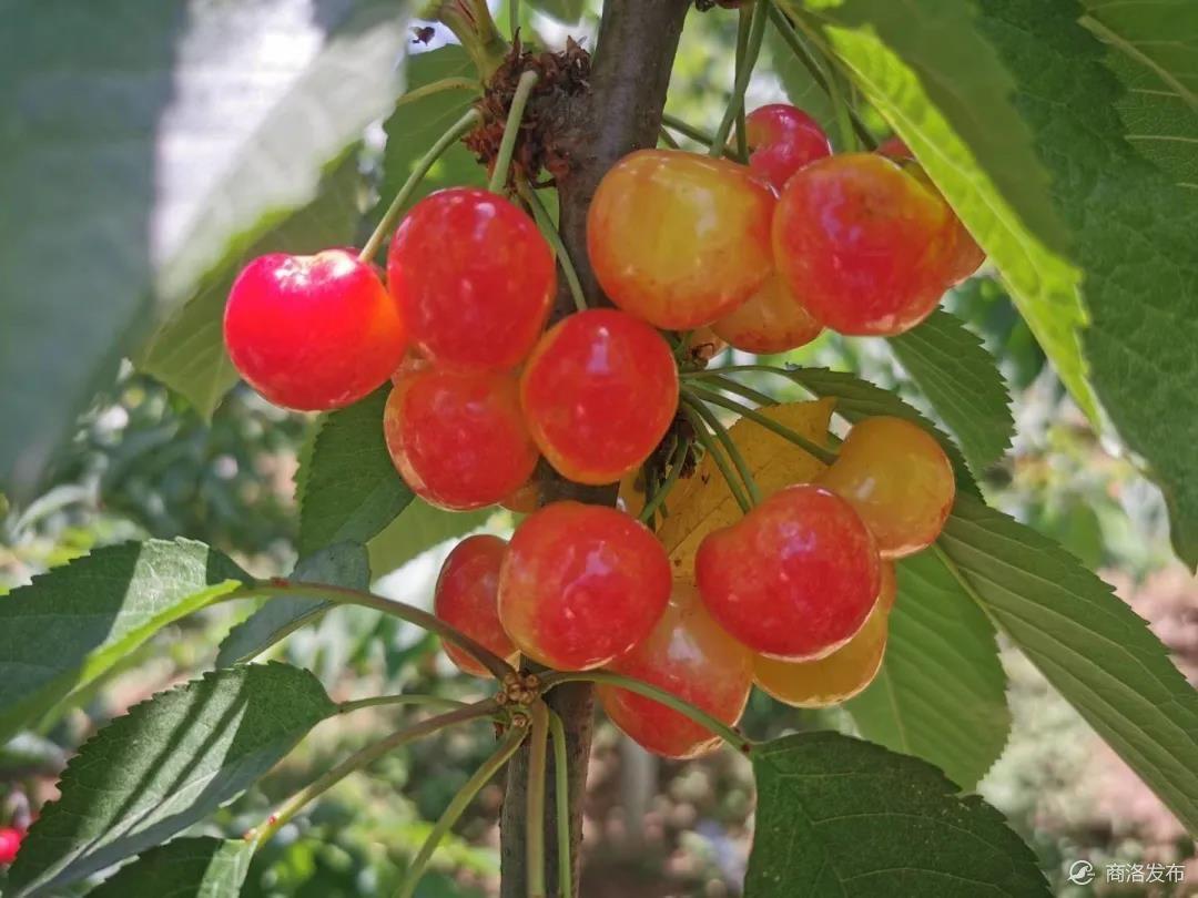 致富经种樱桃_种植樱桃赚钱吗_致富经樱桃种植视频