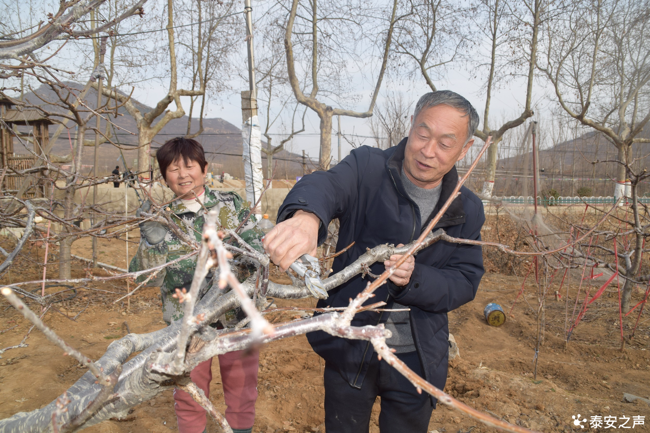 致富经樱桃种植视频_致富经大樱桃种植视频_致富经种樱桃