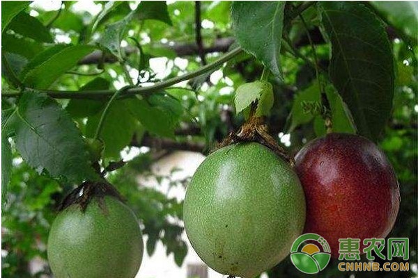 百香果如何种植才能实现高产？百香果优质高产种植技术要点
