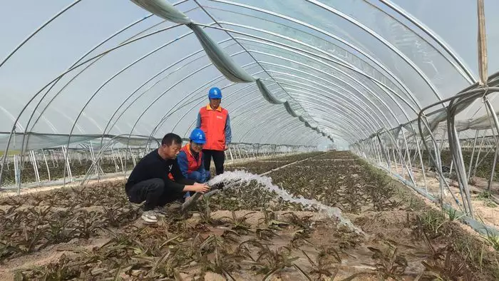 致富种植什么比较赚大钱_种植致富新项目_种植致富模式