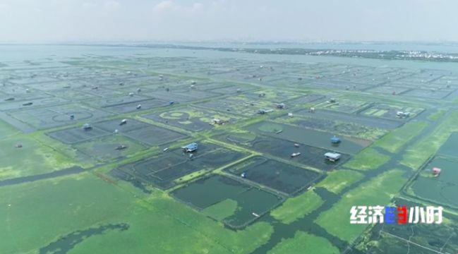 最新大闸蟹养殖技术_养殖大闸蟹最新技术要求_养殖大闸蟹最新技术视频
