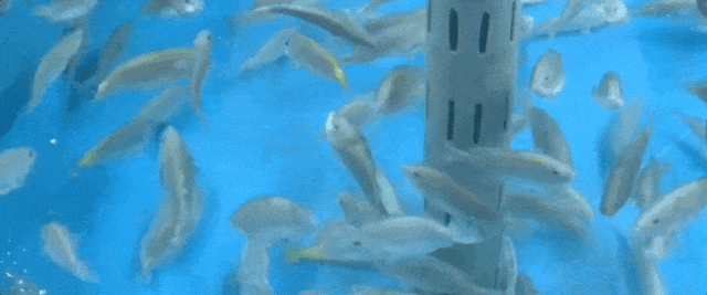 不止新疆有海鲜......那么问题来了→内陆没有“海”，如何养“海鲜”？