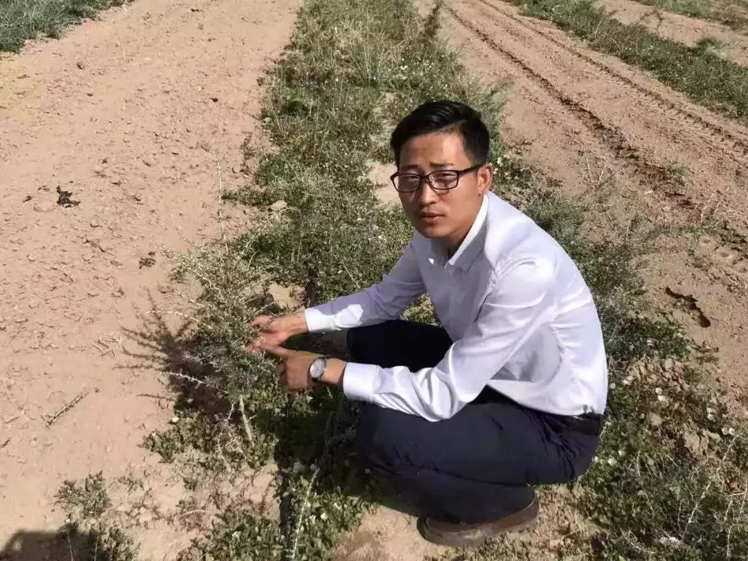 种植锁阳致富_锁阳栽培技术_种植锁阳的经济效益