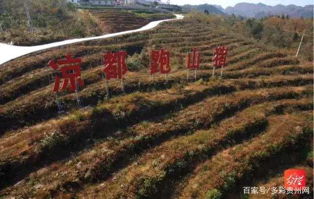 “学霸”猪倌：盯准原生态 养出“凉都跑山猪”