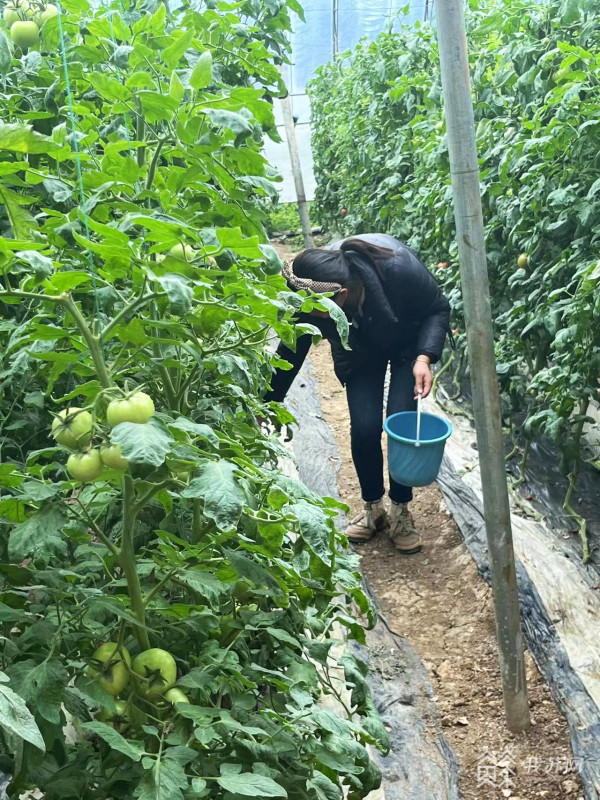 徐州贾汪区茱萸山街道：“大小番茄”齐发力  农文旅融合发展奏响乡村“致富曲”