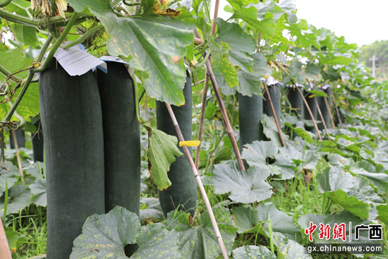 冬瓜高产种植技术视频_致富冬瓜种植_冬瓜种植效益
