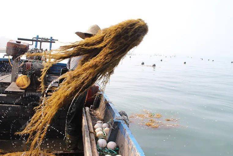 海带喂猪有什么好处_致富经海带喂猪_海带粉喂猪