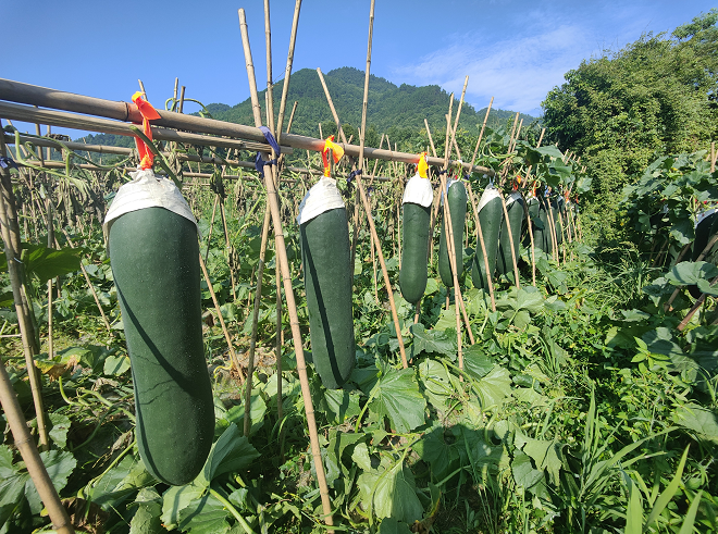 致富冬瓜种植技术视频_致富冬瓜种植_冬瓜高产种植技术视频